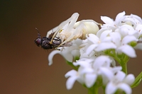 gewone kameleonspin (Misumena vatia) 4-2019 8406